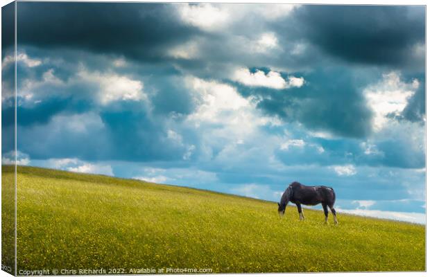 Horse Grazing on Betws Canvas Print by Chris Richards