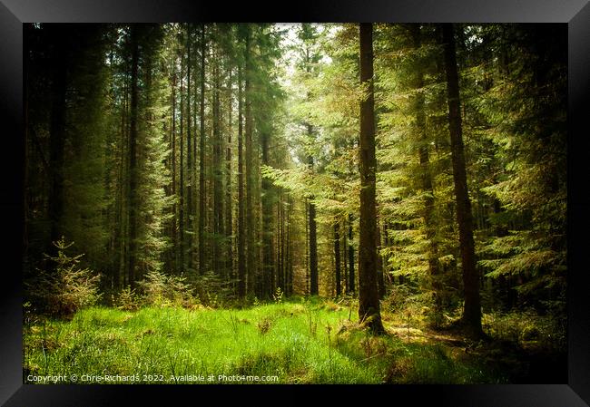 Tywi Forest Framed Print by Chris Richards