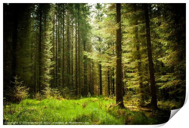 Tywi Forest Print by Chris Richards