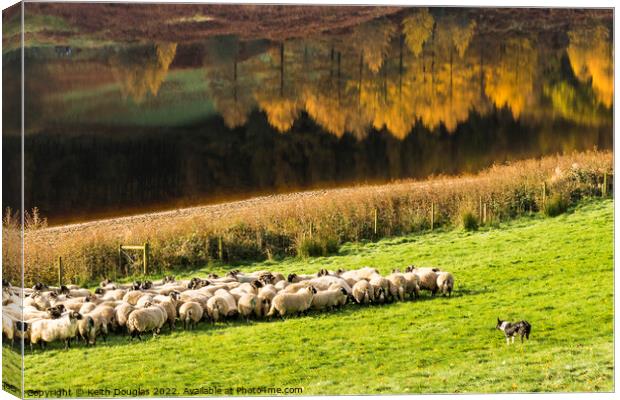 Rounding up the sheep Canvas Print by Keith Douglas