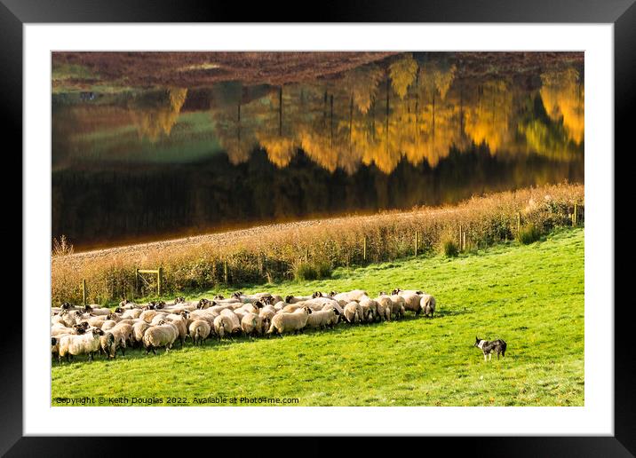 Rounding up the sheep Framed Mounted Print by Keith Douglas