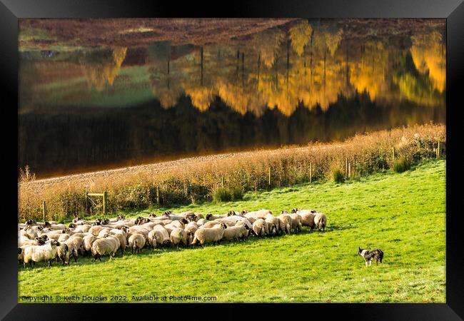 Rounding up the sheep Framed Print by Keith Douglas