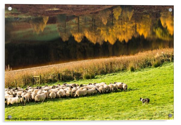 Rounding up the sheep Acrylic by Keith Douglas