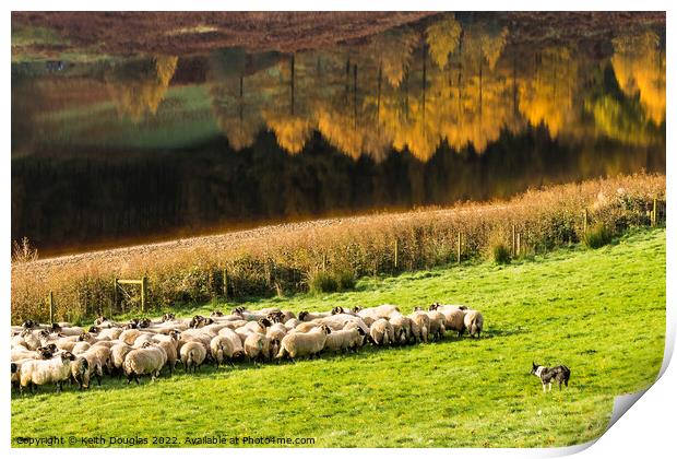 Rounding up the sheep Print by Keith Douglas