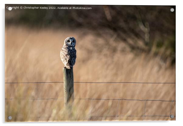 Short eared owl Acrylic by Christopher Keeley