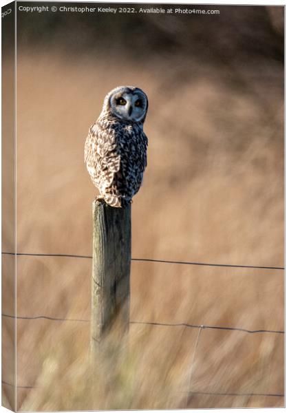 Short eared owl on a post Canvas Print by Christopher Keeley