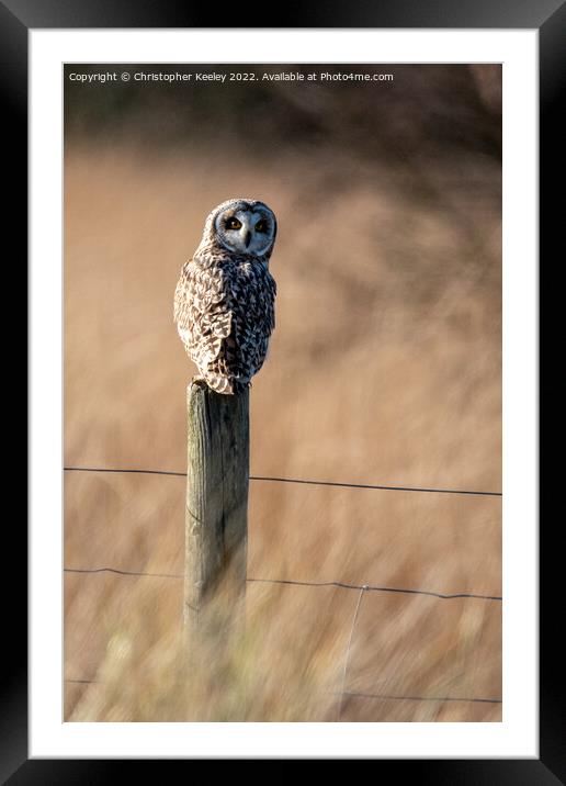 Short eared owl on a post Framed Mounted Print by Christopher Keeley