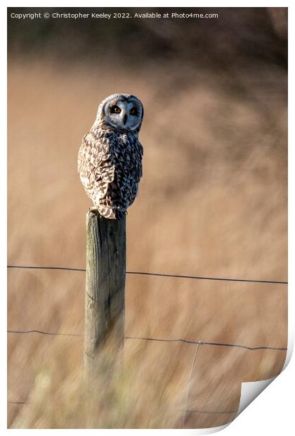 Short eared owl on a post Print by Christopher Keeley
