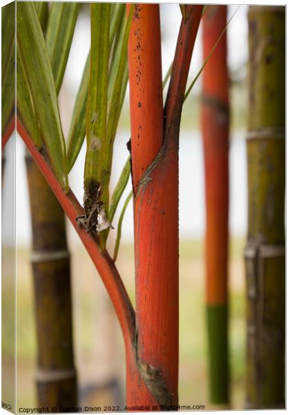 Close up of red bamboo stems in a Malaysian garden Canvas Print by Gordon Dixon