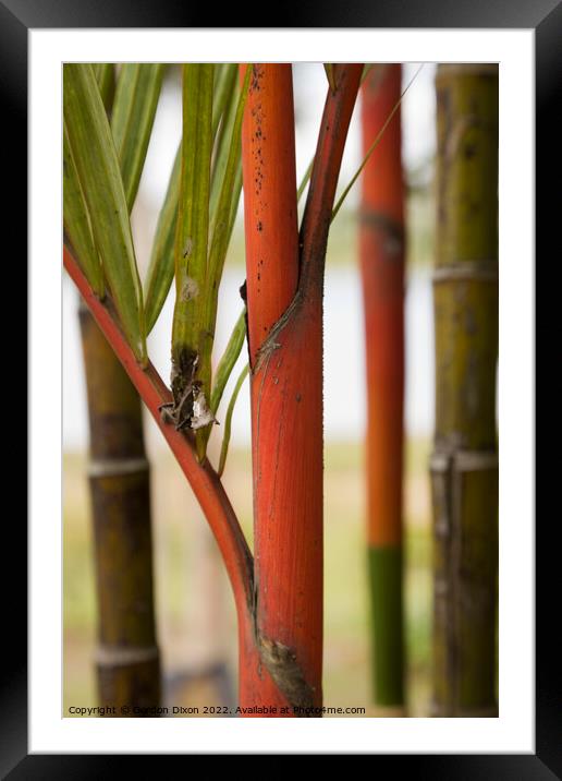 Close up of red bamboo stems in a Malaysian garden Framed Mounted Print by Gordon Dixon