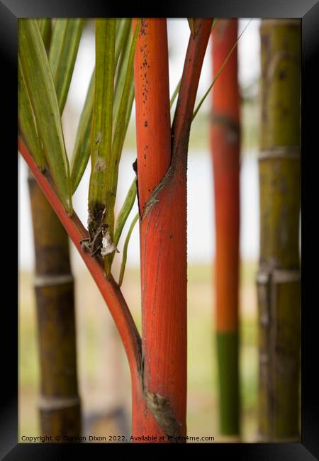 Close up of red bamboo stems in a Malaysian garden Framed Print by Gordon Dixon