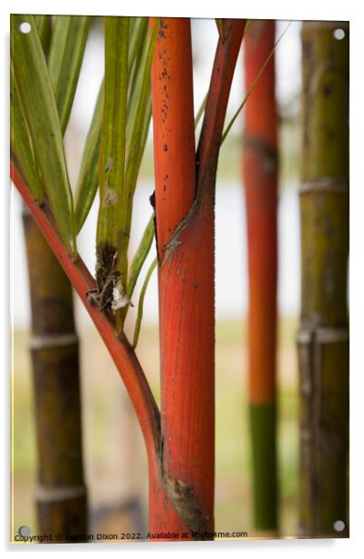 Close up of red bamboo stems in a Malaysian garden Acrylic by Gordon Dixon