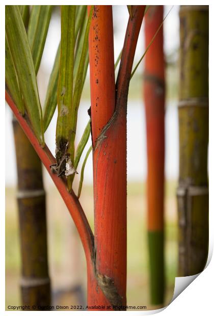 Close up of red bamboo stems in a Malaysian garden Print by Gordon Dixon