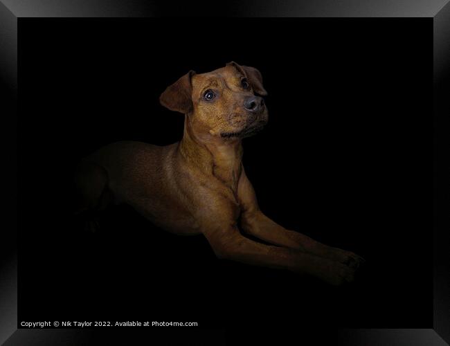 Patterdale Terrier Framed Print by Nik Taylor