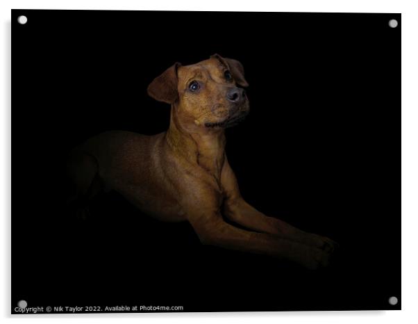 Patterdale Terrier Acrylic by Nik Taylor