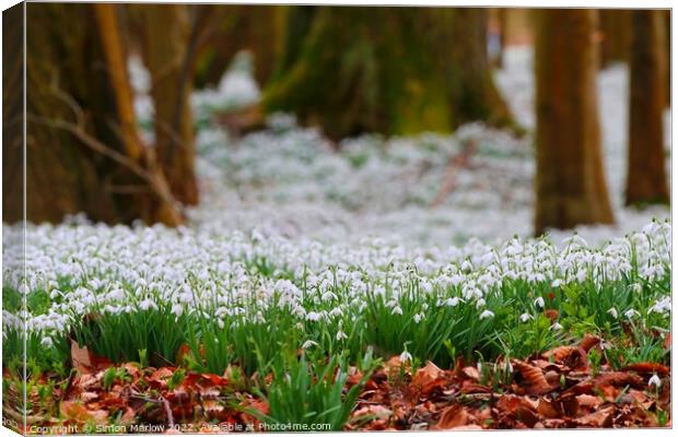 Pure White Snowdrops A Sign of Spring Canvas Print by Simon Marlow