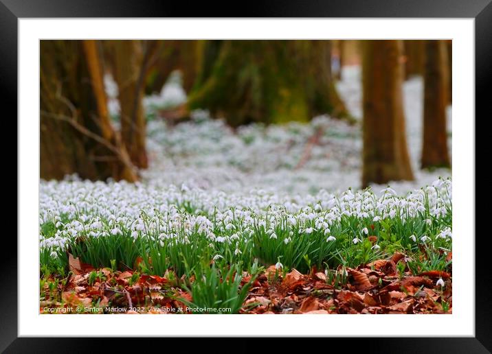 Pure White Snowdrops A Sign of Spring Framed Mounted Print by Simon Marlow