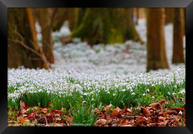 Pure White Snowdrops A Sign of Spring Framed Print by Simon Marlow