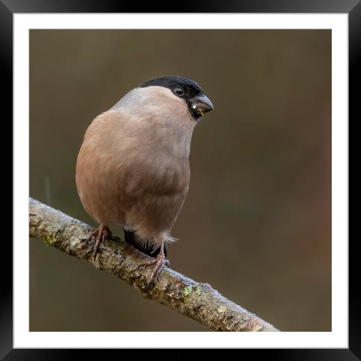Female bullfinch in the rain Framed Mounted Print by Jonathan Thirkell