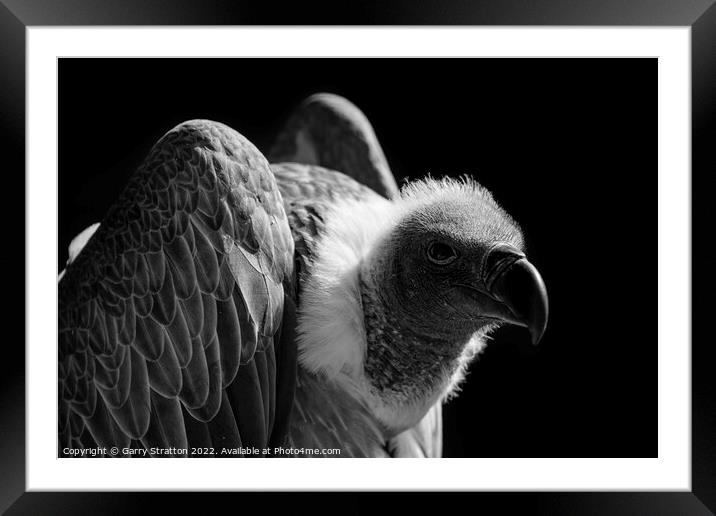 Close up of a vulture Framed Mounted Print by Garry Stratton