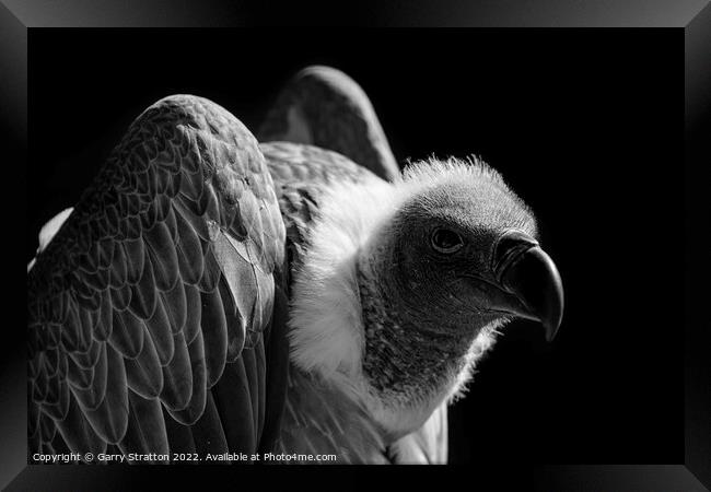 Close up of a vulture Framed Print by Garry Stratton