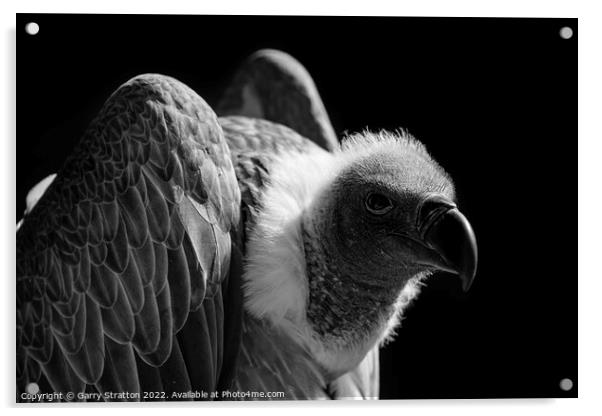 Close up of a vulture Acrylic by Garry Stratton
