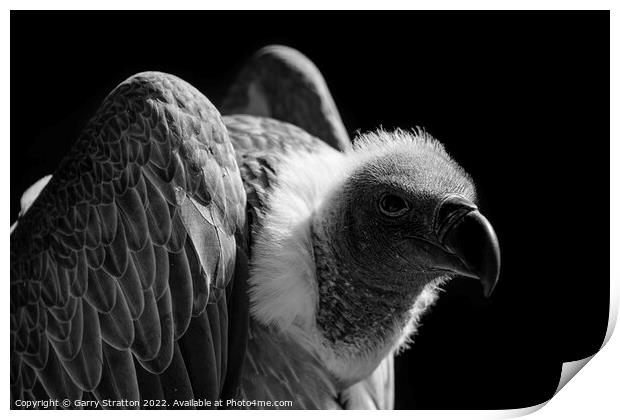 Close up of a vulture Print by Garry Stratton