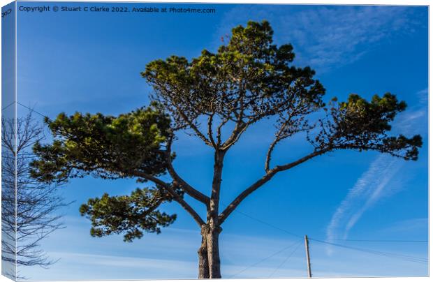 Fir tree Canvas Print by Stuart C Clarke