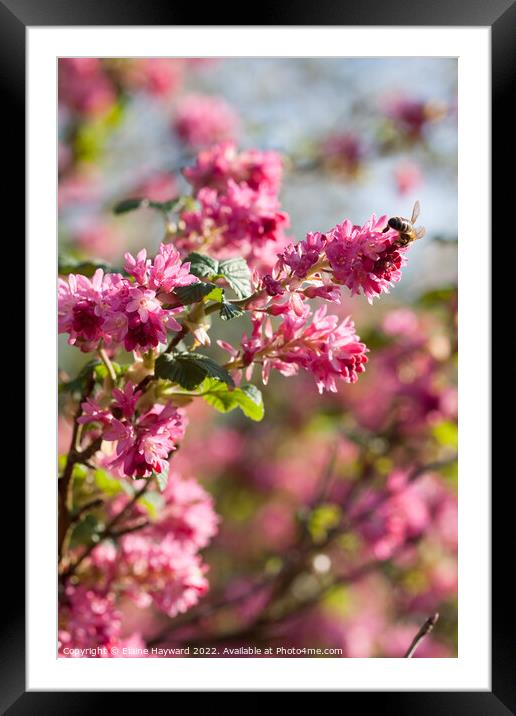 Ribes sanguineum in flower Framed Mounted Print by Elaine Hayward
