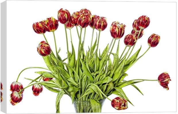Tulips Canvas Print by Lynne Morris (Lswpp)
