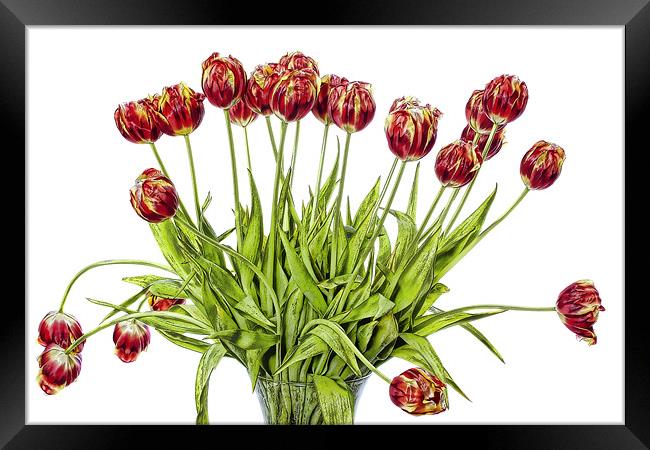 Tulips Framed Print by Lynne Morris (Lswpp)
