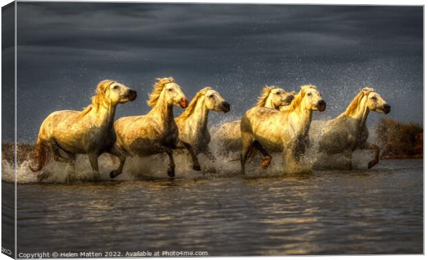 Wild White Horses water dark golden Canvas Print by Helkoryo Photography