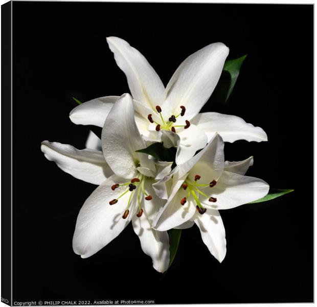 Three white lillies 680 Canvas Print by PHILIP CHALK