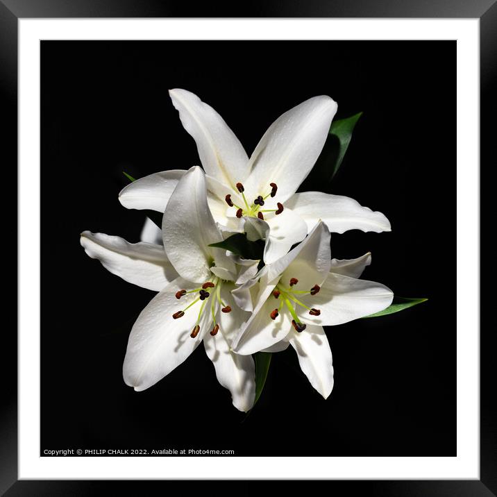 Three white lillies 680 Framed Mounted Print by PHILIP CHALK