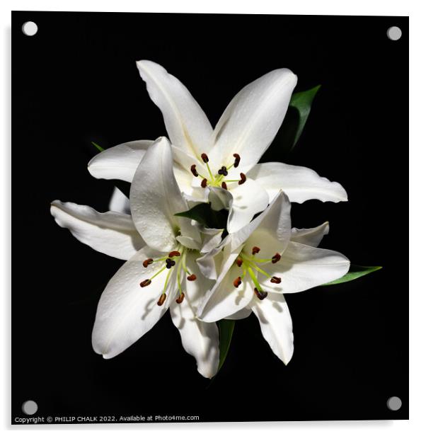 Three white lillies 680 Acrylic by PHILIP CHALK