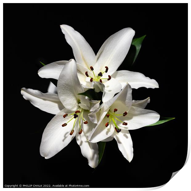Three white lillies 680 Print by PHILIP CHALK