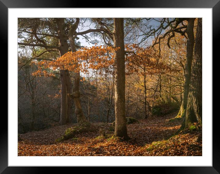 trees at Padley Gorge  Framed Mounted Print by Jason Thompson