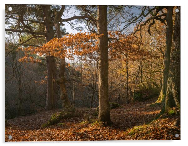 trees at Padley Gorge  Acrylic by Jason Thompson