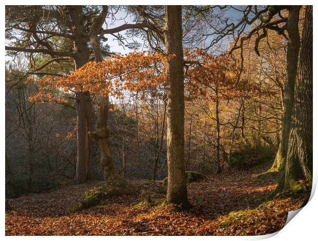 trees at Padley Gorge  Print by Jason Thompson