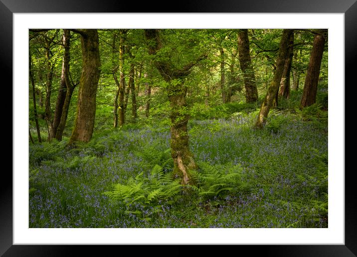 blue bell wood  Framed Mounted Print by Jason Thompson