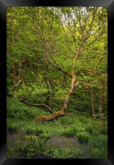 fallen tree Framed Print by Jason Thompson