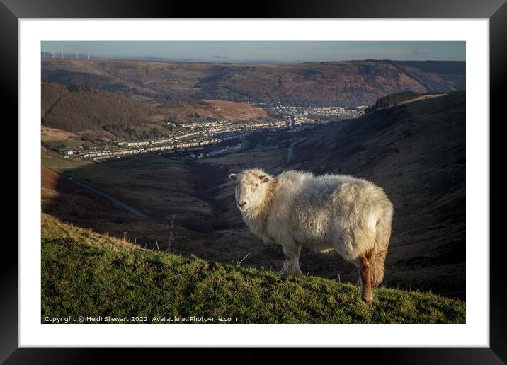 Friendly Sheep in the Rhondda Valleys Framed Mounted Print by Heidi Stewart