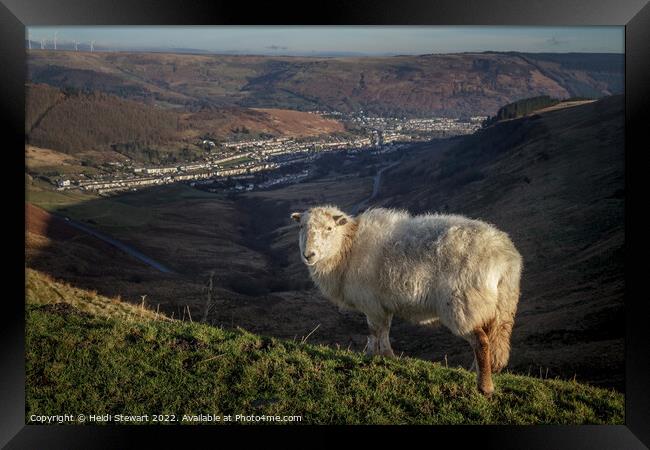 Friendly Sheep in the Rhondda Valleys Framed Print by Heidi Stewart
