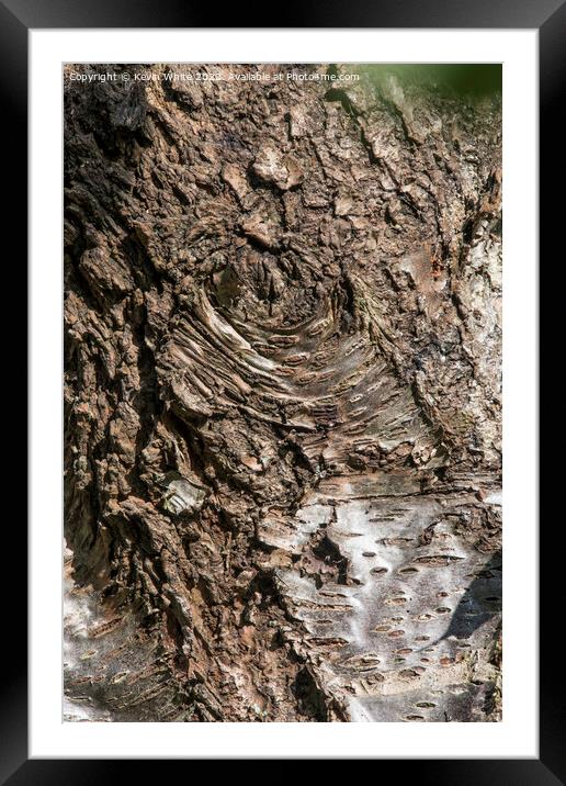 Ageing bark Framed Mounted Print by Kevin White