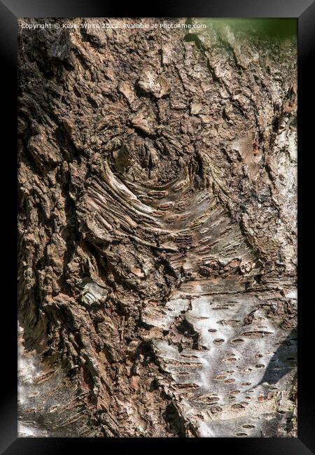 Ageing bark Framed Print by Kevin White