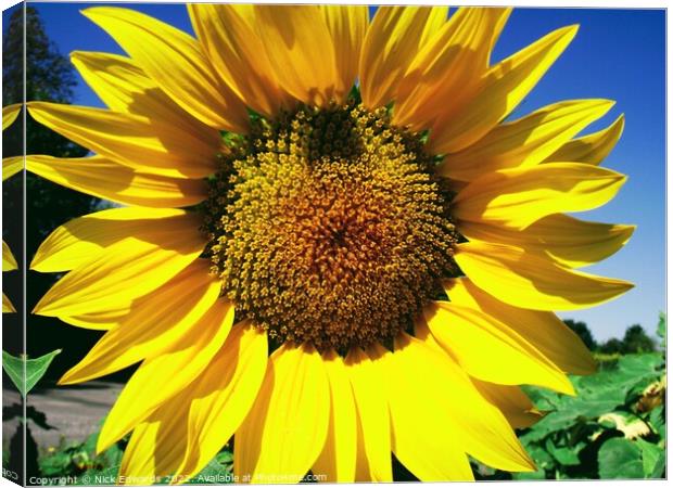 Sunflower; Angouleme,France Canvas Print by Nick Edwards