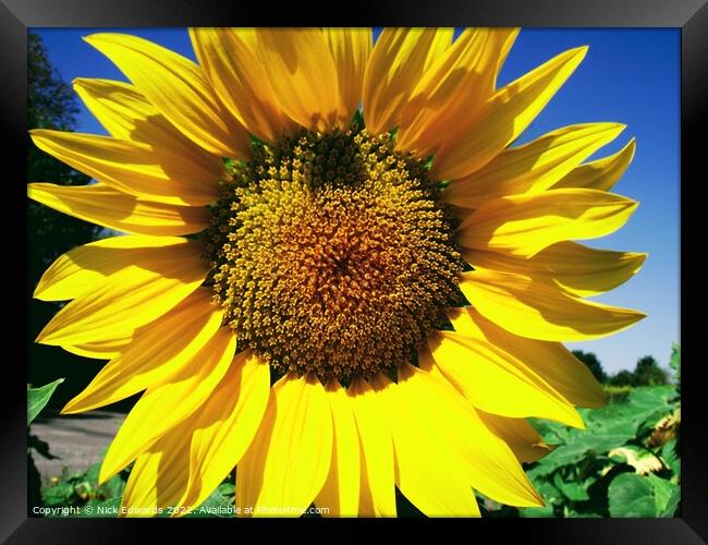 Sunflower; Angouleme,France Framed Print by Nick Edwards