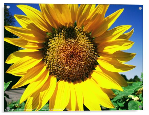 Sunflower; Angouleme,France Acrylic by Nick Edwards