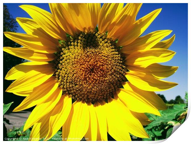 Sunflower; Angouleme,France Print by Nick Edwards
