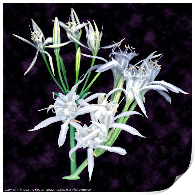 Delicate Beach Lilies Print by Deanne Flouton